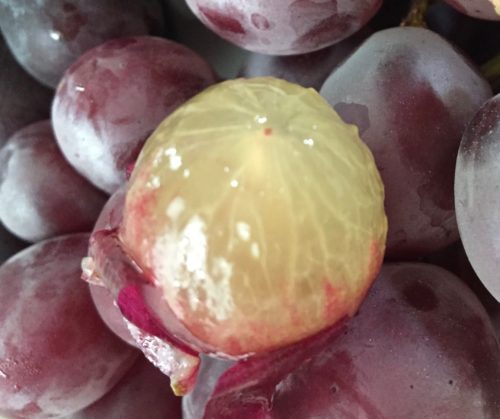 長崎県時津町巨峰